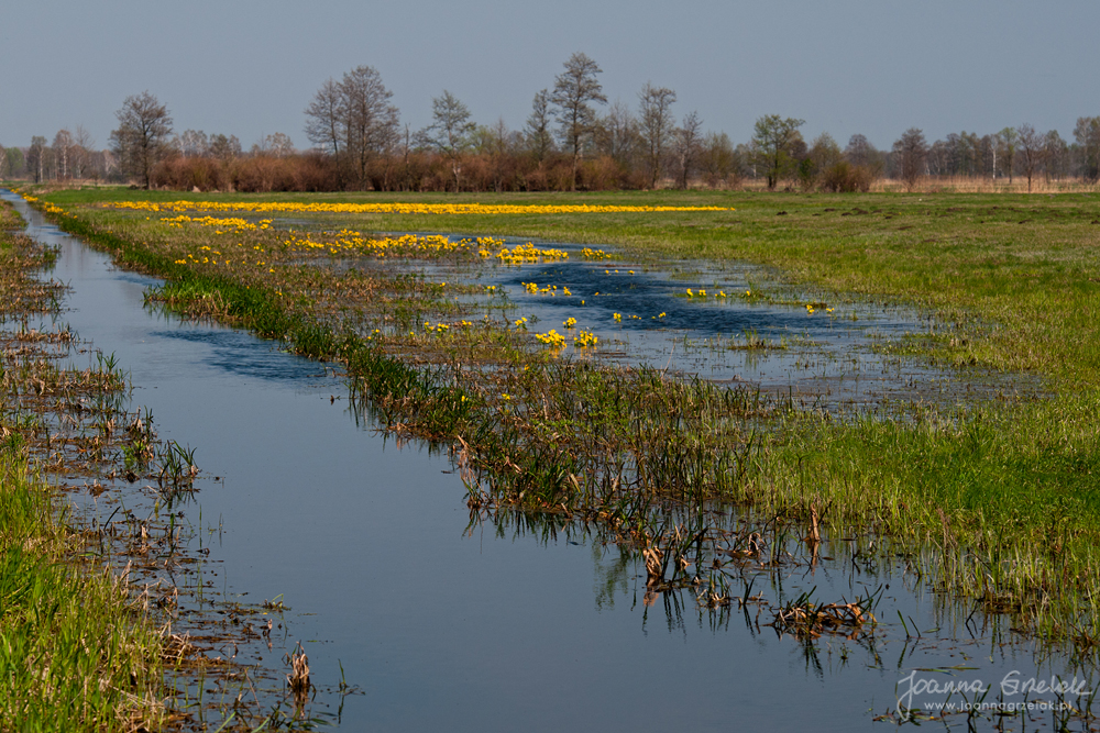 092_Biebrza - kwiecien 2011.jpg